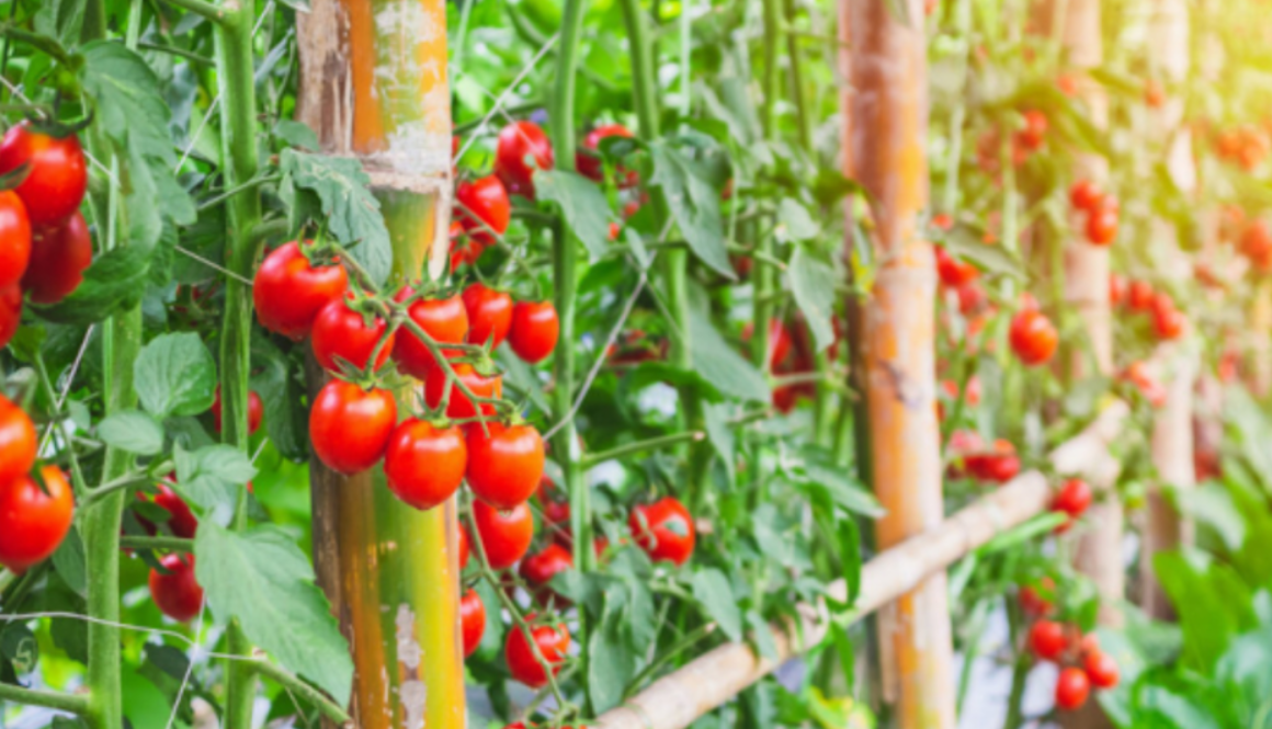 tomato late summer gmi