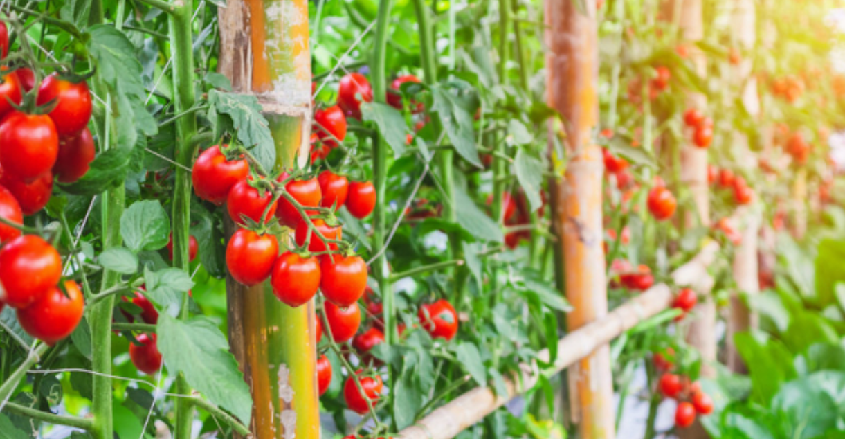 tomato late summer gmi tomato late summer gmi