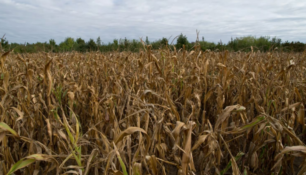 cornfield bi