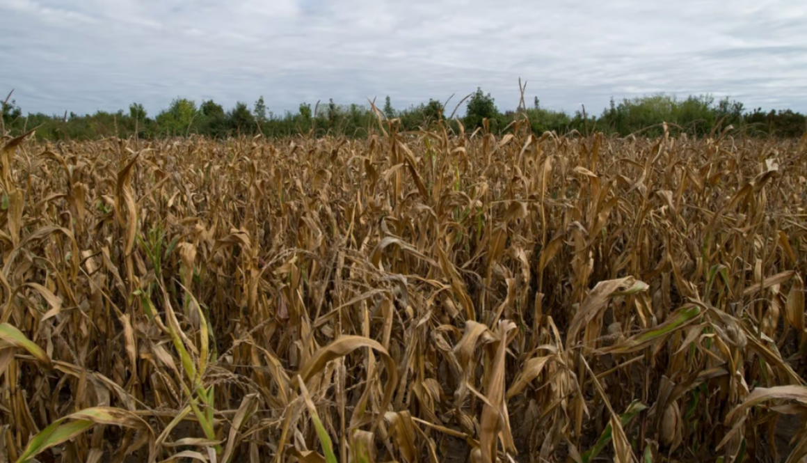 cornfield bi
