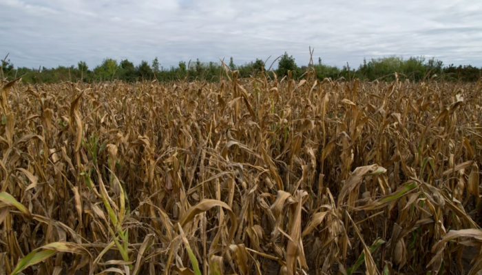 The Enemies of Food Freedom