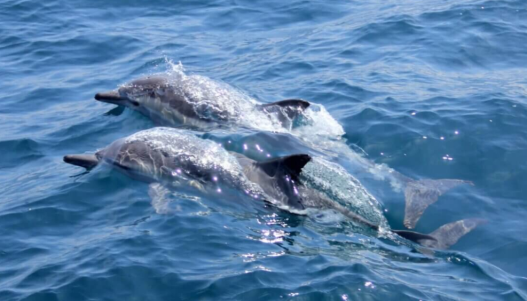 dolphins sf