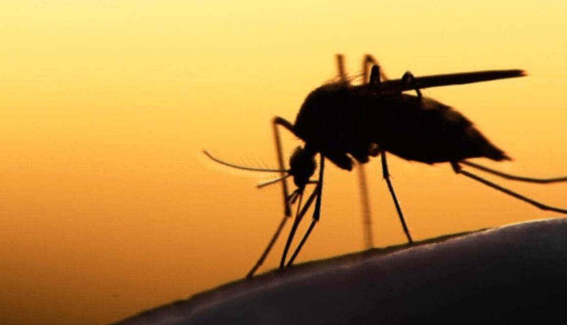 dengue mosquito gmi