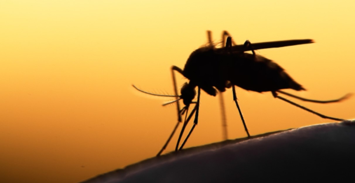 Natural Strategies to Combat Dengue as Florida Reports New Case