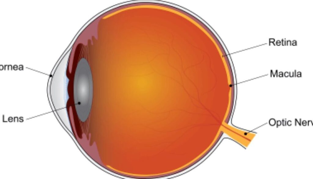 macular de