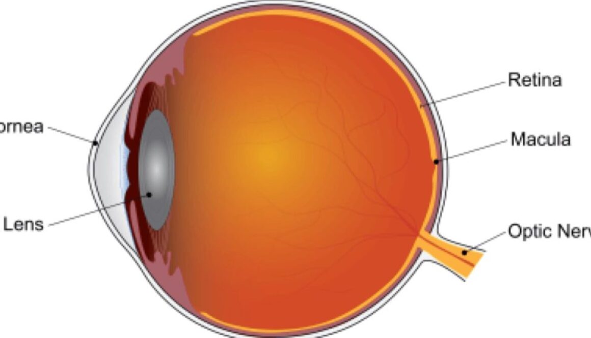 macular de