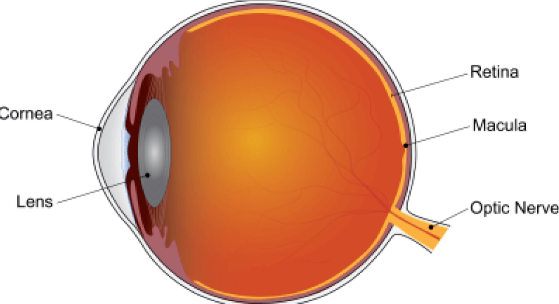 macular de macular de
