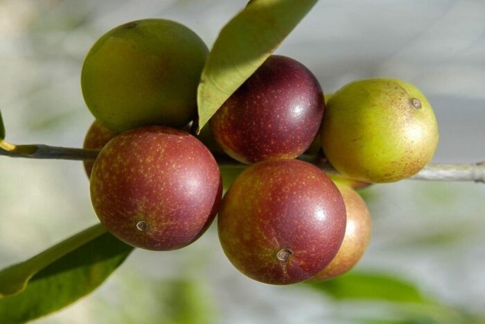 Camu camu, the Amazonian superfruit, may help reverse fatty liver disease