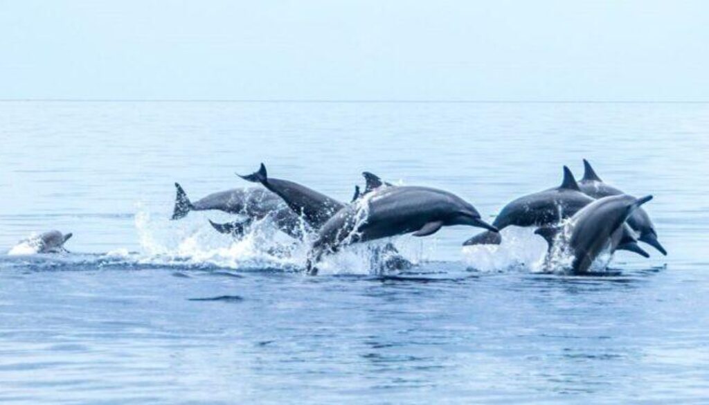 dolphin-day-2-750x375