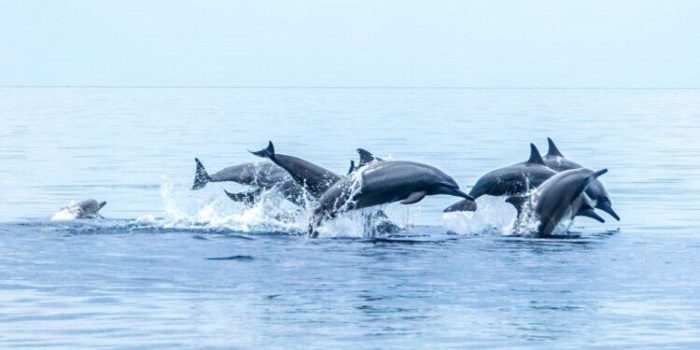 Shocking Rise In Whale, Dolphin, & Porpoise Strandings As Wind Farms Proliferate Around British Coast