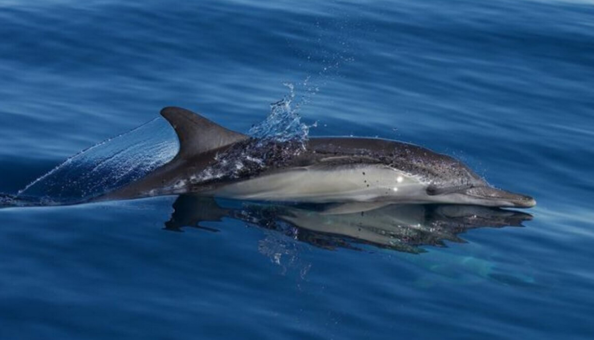 dolphin sonar