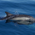 Naval sonar affects dolphins at shockingly low levels – Here’s why that matters