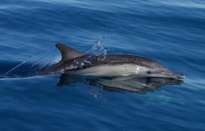 Naval sonar affects dolphins at shockingly low levels – Here’s why that matters