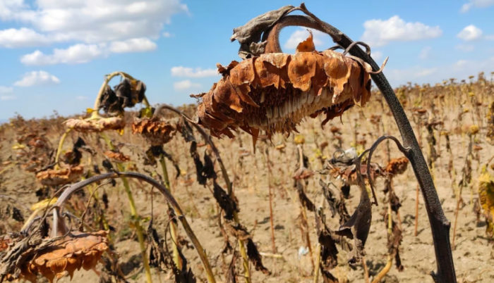 Government Can Fix neither Food nor Farm