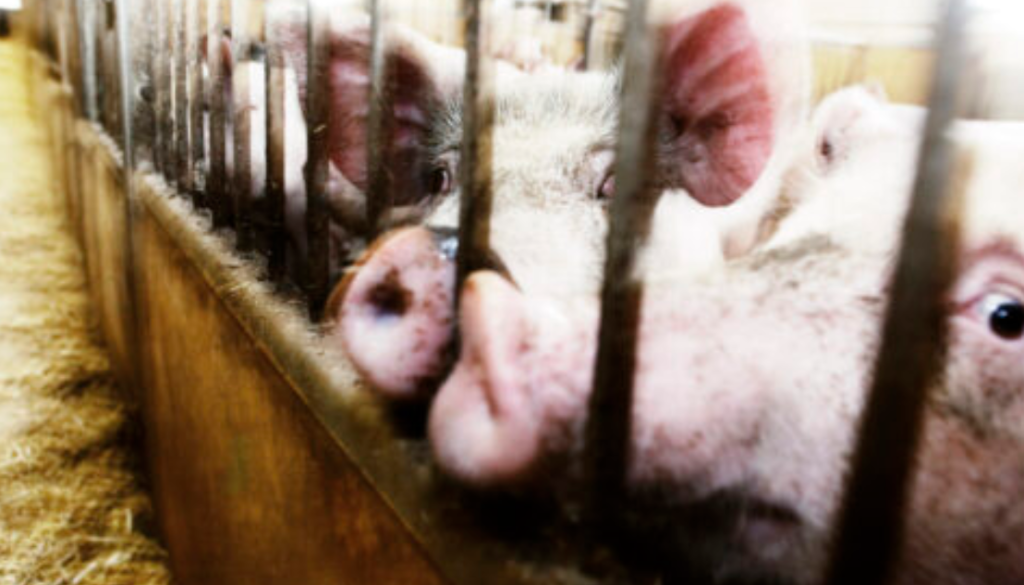 intensive farming