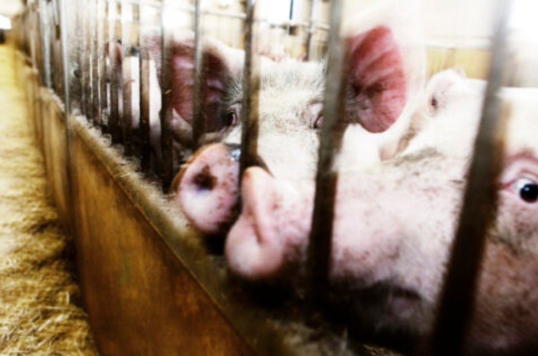 intensive farming