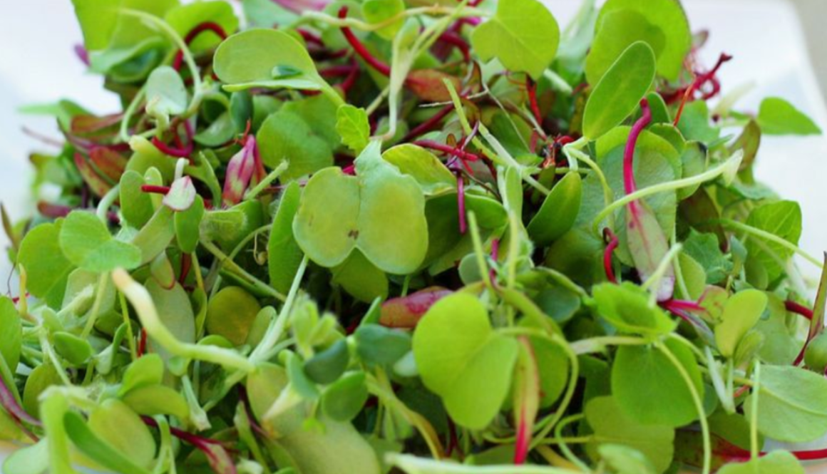 microgreens gmi