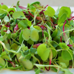 Microgreens: More Nutrition Packed in Baby Lettuce