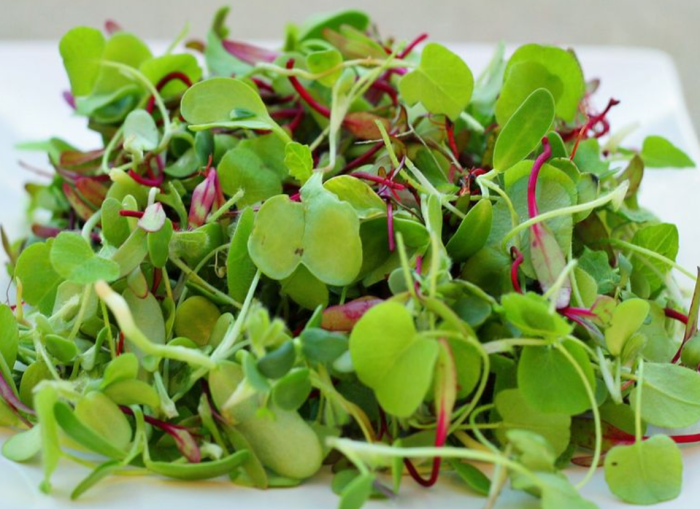 Microgreens: More Nutrition Packed in Baby Lettuce