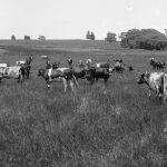 The Life-Affirming Vitality Of Raw Milk