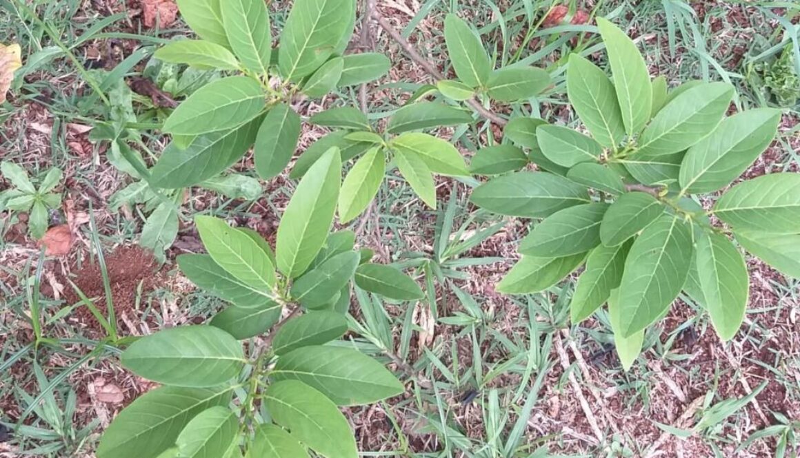 Annona-squamosa