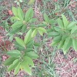 Nature’s pain reliever: Scientists unlock anti-inflammatory powers of sugar apple leaves