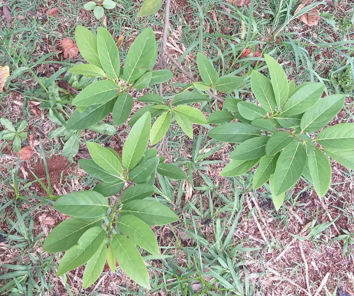 Annona-squamosa