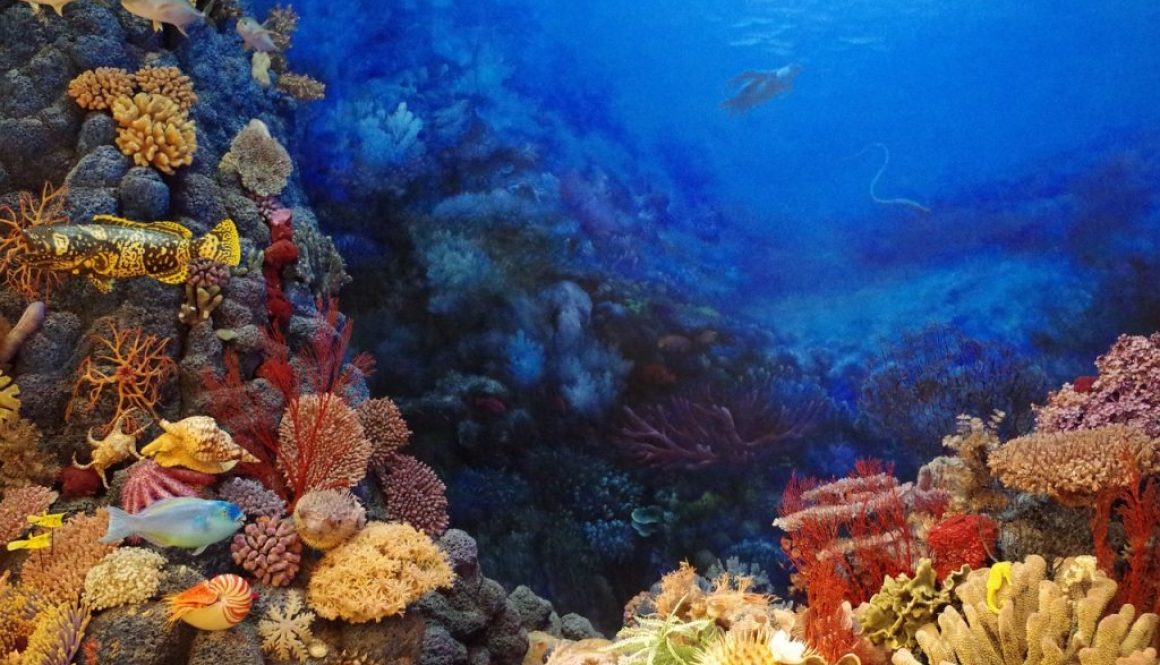 coral pixa