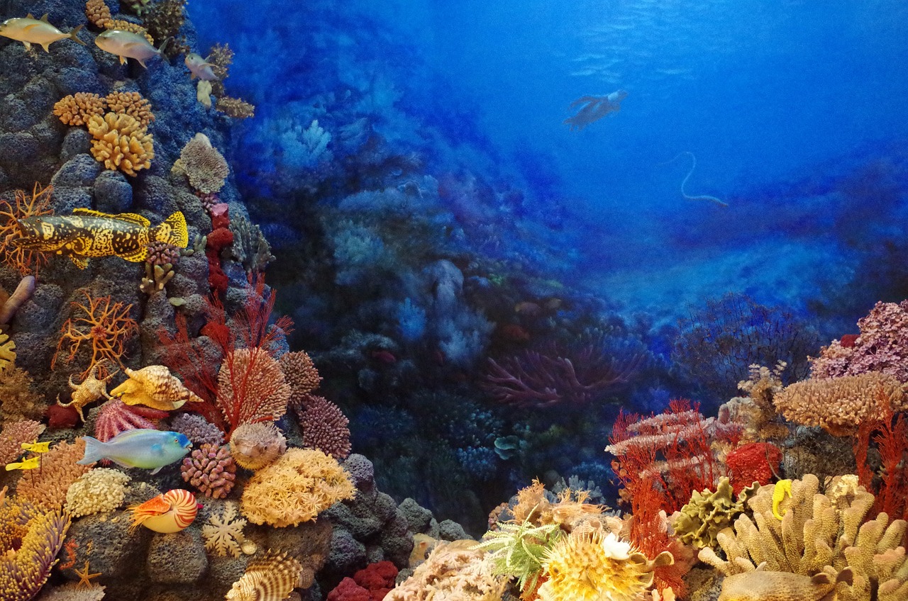 coral pixa coral pixa