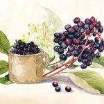 Elderberry: The Immunity Defender That Helps You Fight Cold And Flu