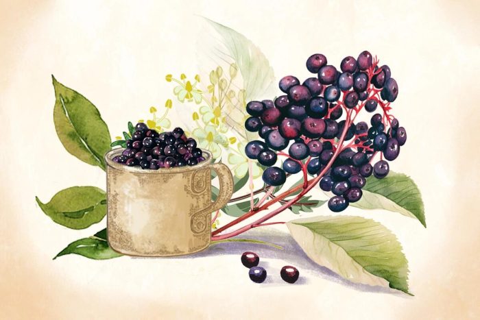 Elderberry: The Immunity Defender That Helps You Fight Cold And Flu