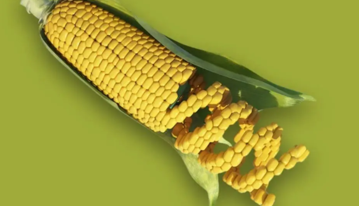 monsanto corn tlav