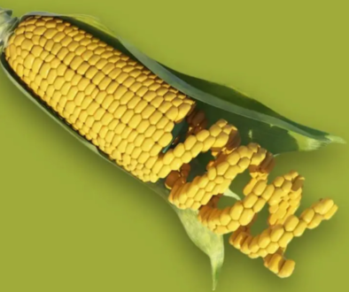monsanto corn tlav