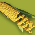 Biden Administration and ‘Mr. Monsanto’ Continue to Bully Mexico into Accepting GMO Corn