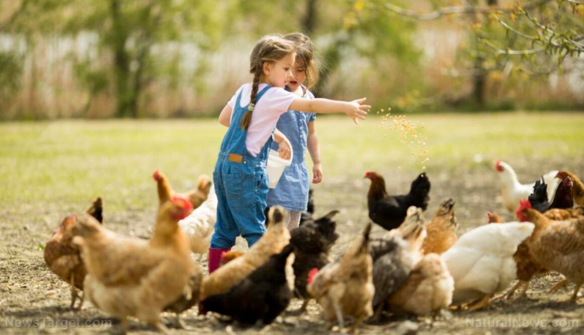 Children-Feeding-Chickens-Farm-Poultry
