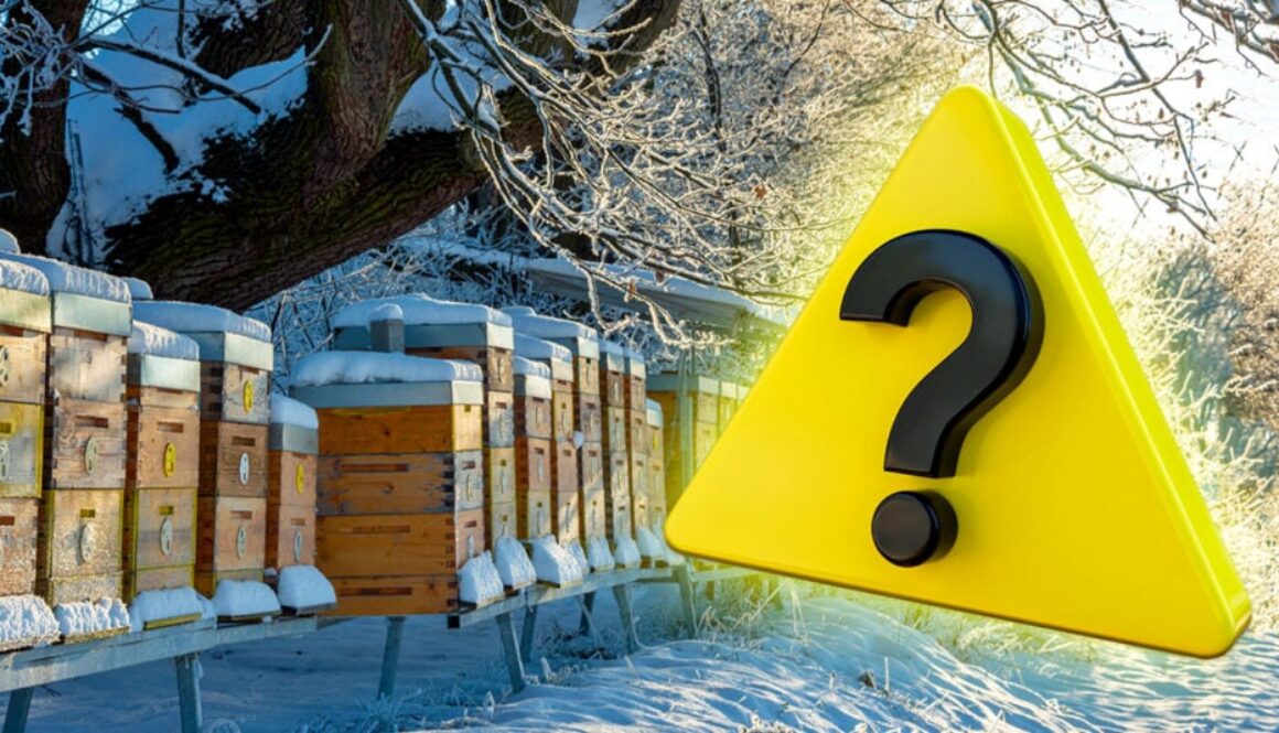 bee-colonies-collapsed-winter-feature-1024x534
