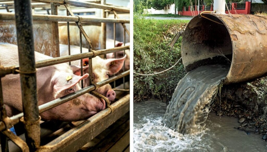 slaughterhouses-wastewater-epa-feature-1024x534