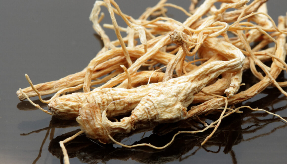 Chinese-ginseng-Panax