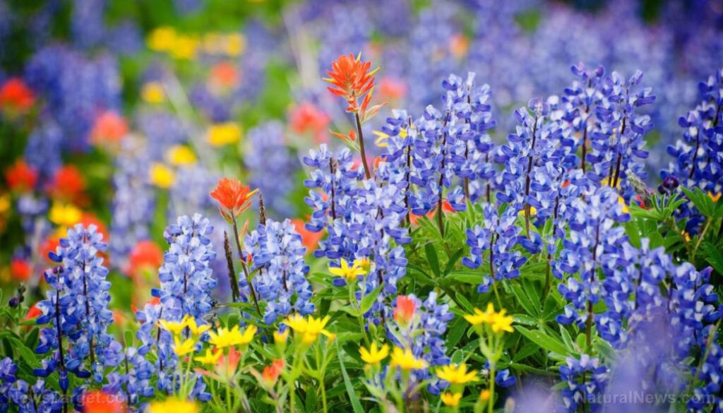 Wildflowers-Flowers-Field