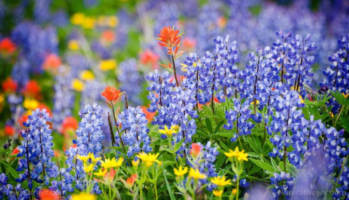 Wildflowers-Flowers-Field