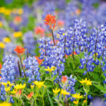 Urban wildflowers absorb toxic metals, poisoning bees and threatening food supply
