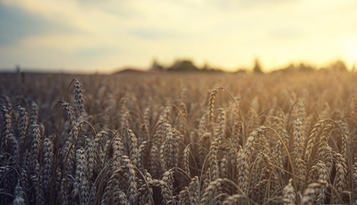 wheat-5207174_1280