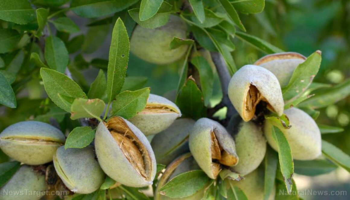 Almond-Tree-Nuts-Cracked-Open