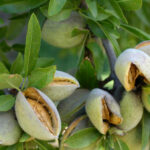 Almond oil: A nutritious seed oil for your health and skin