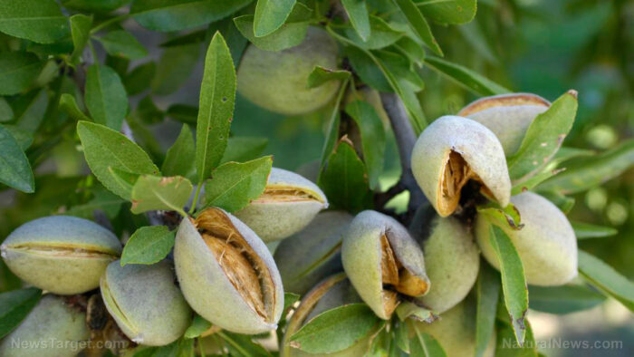 Almond oil: A nutritious seed oil for your health and skin