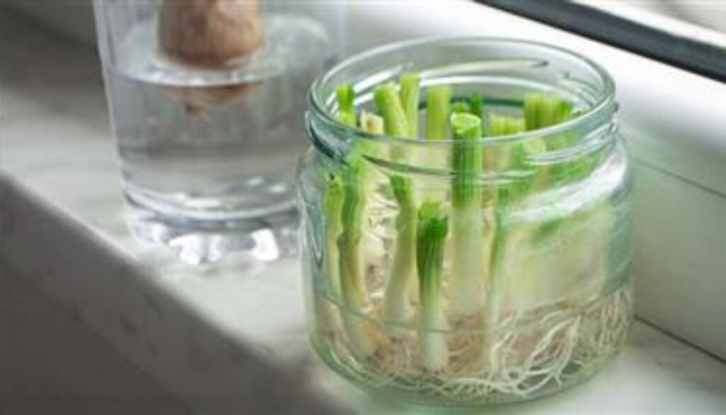 how-to-regrow-vegetables-at-home-using-kitchen-scraps-thumbnail