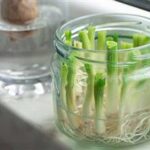 How to Regrow Vegetables at Home Using Kitchen Scraps