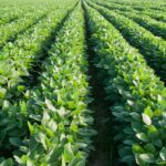 Global agribusiness giants are seizing Ukraine’s fertile farmland