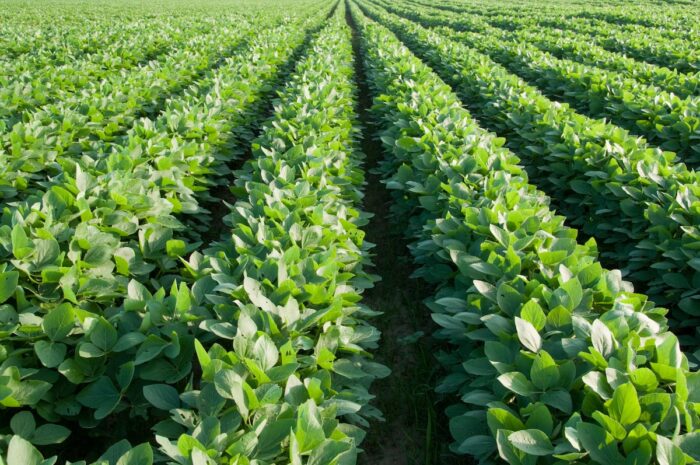 Global agribusiness giants are seizing Ukraine’s fertile farmland