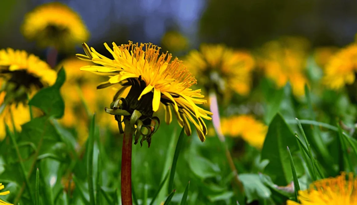 backyard-herbal-remedies